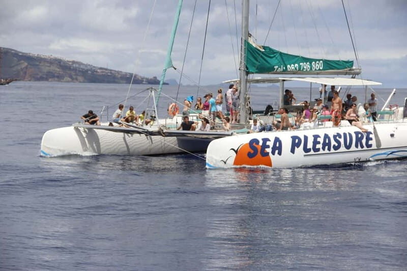 Funchal:Hop-on Hop-off Bus & Whale & Dolphin boat Excursion - Marine Wildlife and Catamaran Experience
