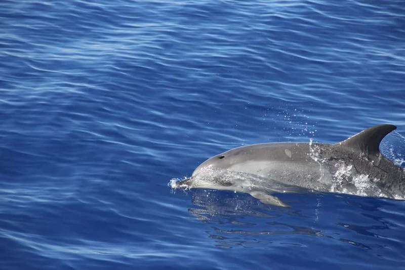 Funchal:Hop-on Hop-off Bus & Whale & Dolphin boat Excursion - Cultural and Food Experiences