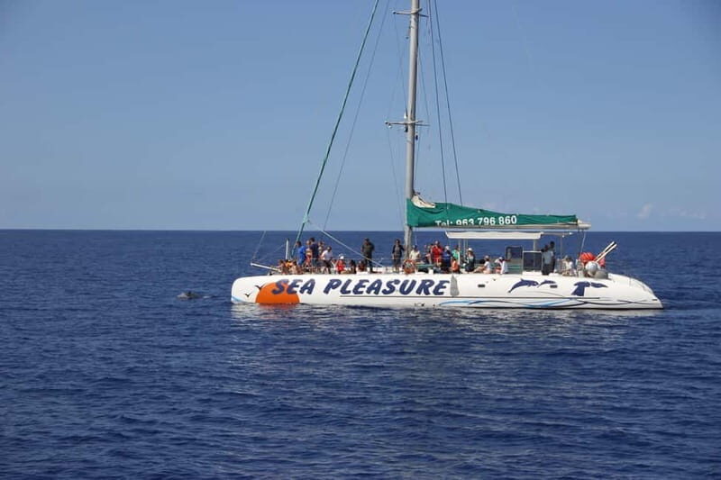 Funchal:Hop-on Hop-off Bus & Whale & Dolphin boat Excursion - What Reviewers Say: Honest Insights