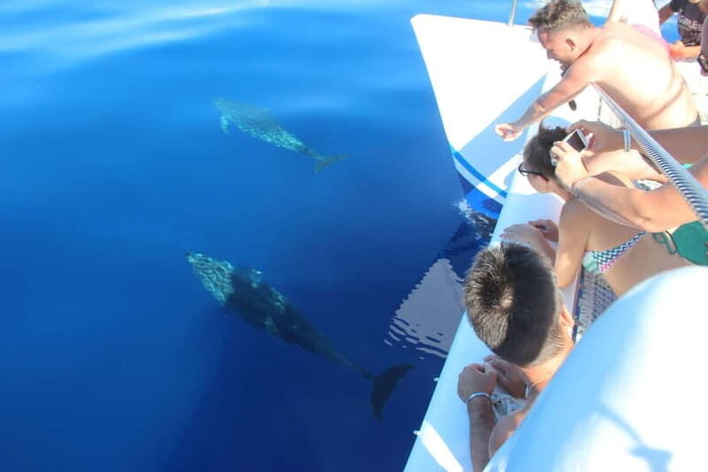 Funchal:Hop-on Hop-off Bus & Whale & Dolphin boat Excursion - FAQ