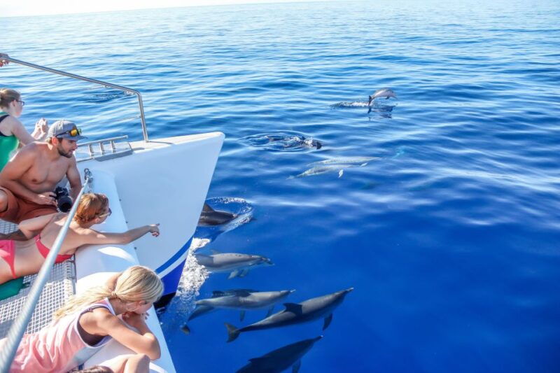 funchalhop-on-hop-off-bus-whale-dolphin-boat-excursion