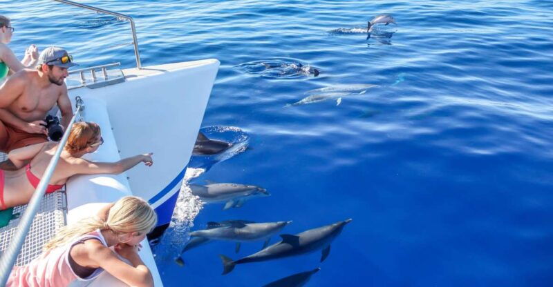 funchalhop-on-hop-off-bus-whale-dolphin-boat-excursion