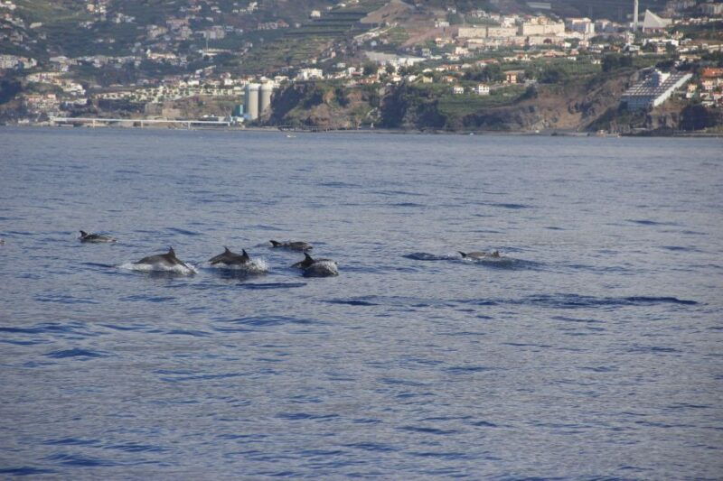 funchalhop-on-hop-off-bus-whale-dolphin-boat-excursion