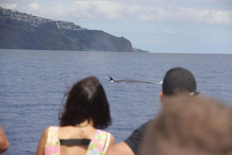 funchalhop-on-hop-off-bus-whale-dolphin-boat-excursion