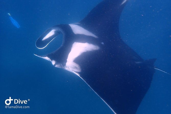 fundive-catalina-islands-2-dives-only-for-certified-divers