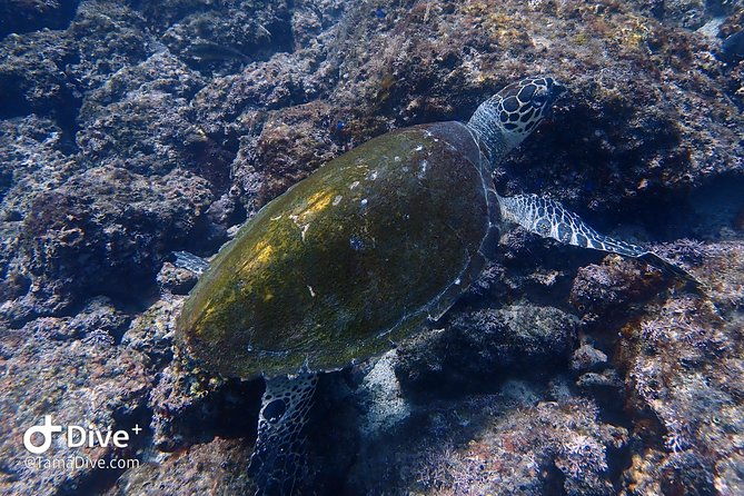 fundive-catalina-islands-2-dives-only-for-certified-divers