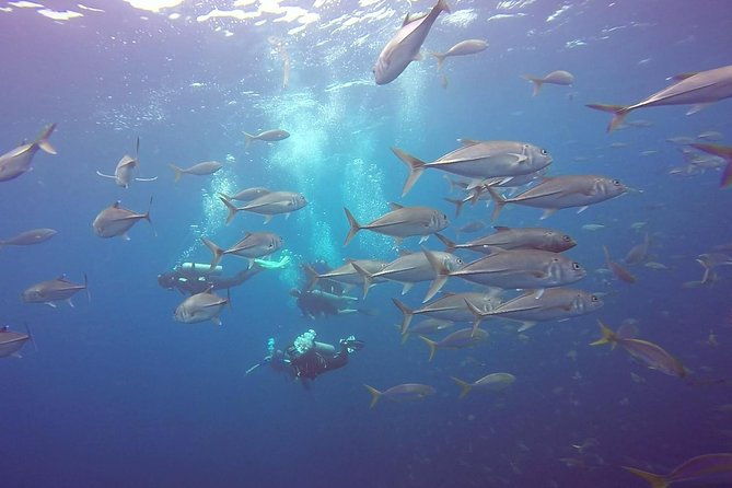 fundive-catalina-islands-2-dives-only-for-certified-divers
