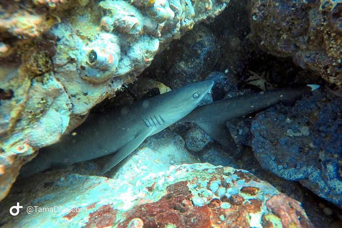 fundive-catalina-islands-2-dives-only-for-certified-divers
