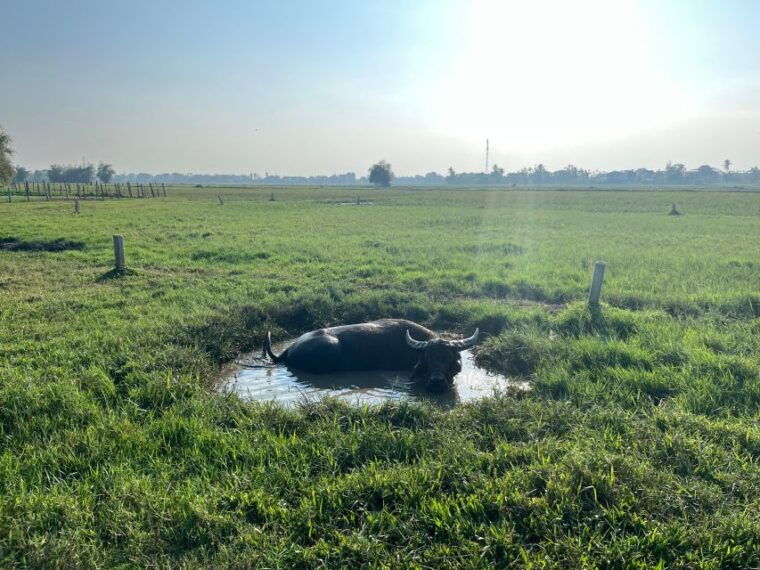 funny-day-biking-farming-buffalo-riding-and-basket-boat