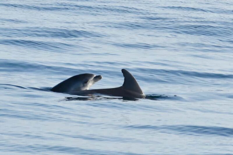 Funtana: Dolphin safari, drinks included - The Experience: What to Expect on the Dolphin Safari