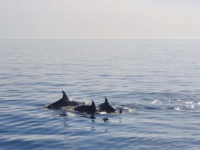 Funtana: Dolphin safari, drinks included - Authentic Insights from Reviews