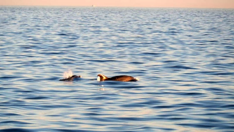 Funtana,Vrsar: Dolphin safari, drinks included - A Complete Look at the Funtana/Vrsar Dolphin Safari