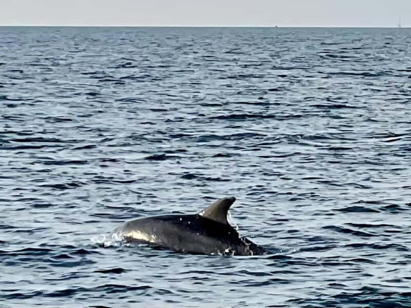 Funtana,Vrsar: Dolphin safari, drinks included - The Itinerary in Detail