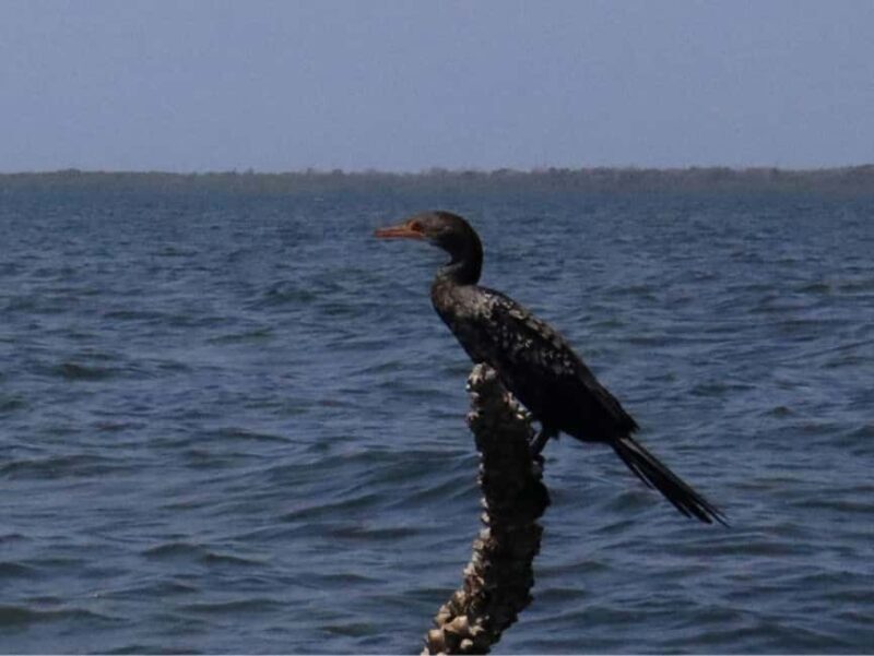 Funzi Island: Full-Day Funzi Tour with Boat & Seafood Lunch - Final Thoughts: Who Will Love This Tour?