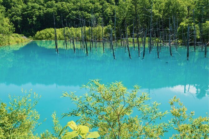 Furano and Biei Special Complete package - Key Points