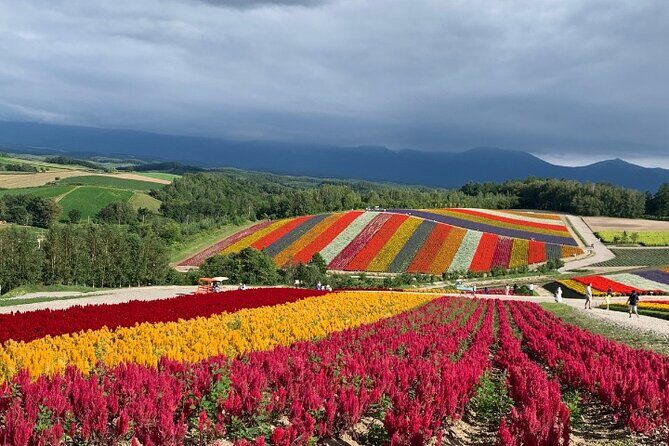 Furano and Biei Special Complete package - The Sum Up