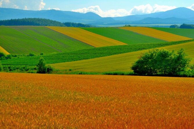 furano-biei-4-hour-tour-english-speaking-driver-only-no-guide