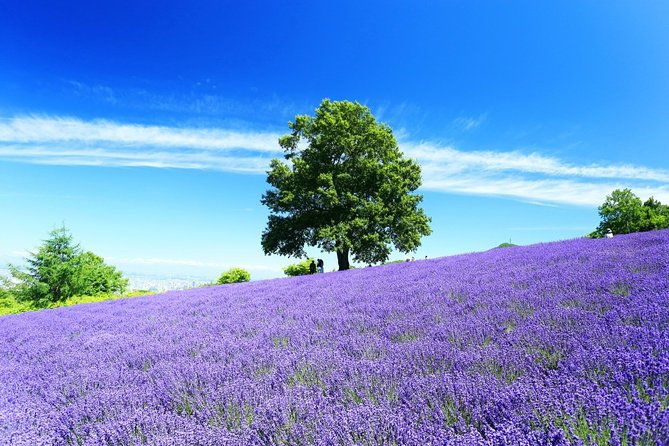 furano-biei-6-hour-tour-english-speaking-driver-only-no-guide