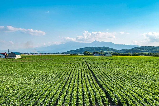 furano-biei-6-hour-tour-english-speaking-driver-only-no-guide