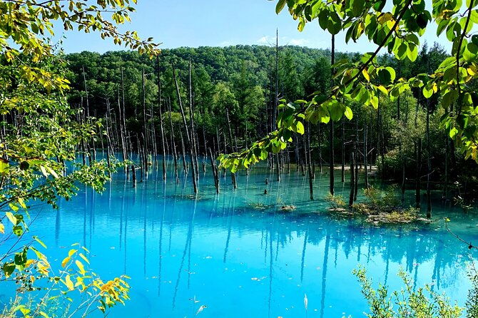 furano-biei-blue-pond-full-day-private-tour-up-to-21-pax