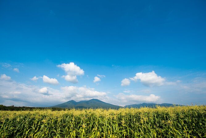 furano-biei-blue-pond-full-day-private-tour-up-to-21-pax