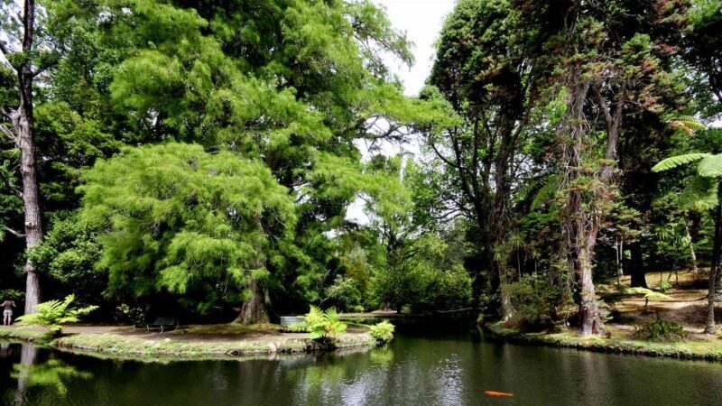 Furnas & Terra Nostra Botanic Park Tour w/Lunch + Hotsprings - Practical Tips for Travelers