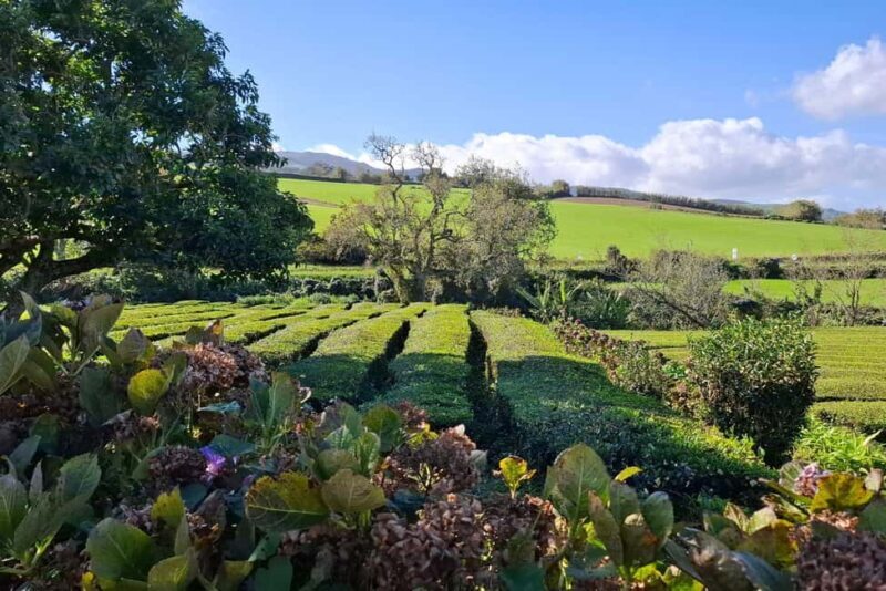 Furnas Volcano Wonders, Tea Plantation & Waterfall Tour - Key Points