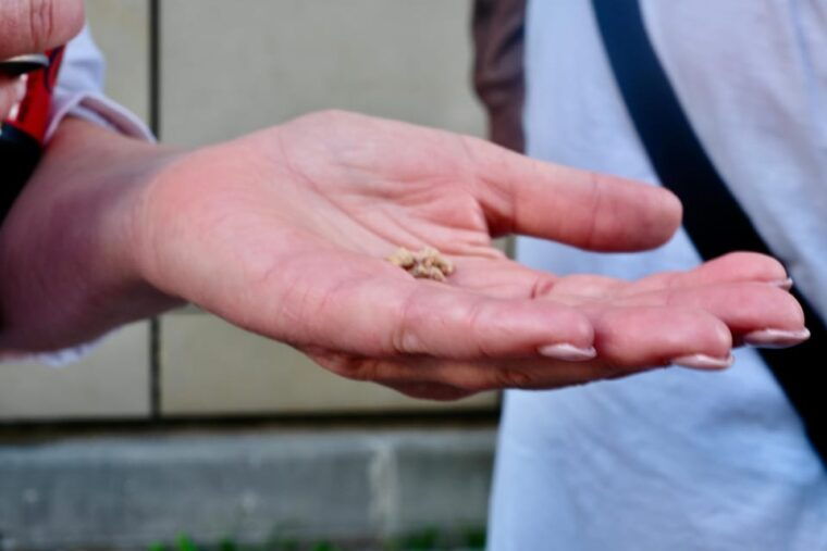 furth-culinary-and-historical-walking-tour