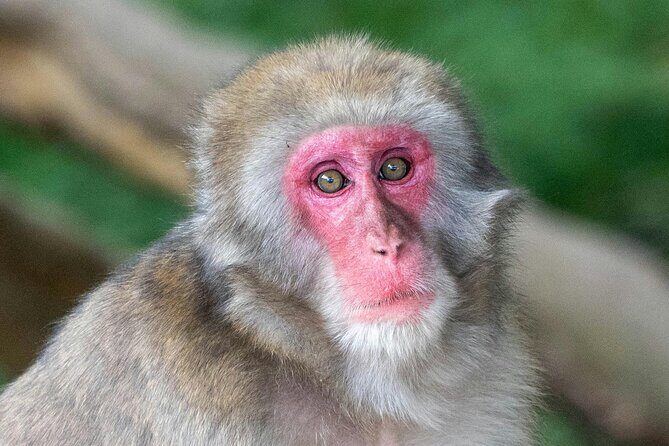 Fushimi Inari - Arashiyama: Torii Gates, Bamboo, Monkeys & Secret - A Deep Dive into the Kyoto Tour