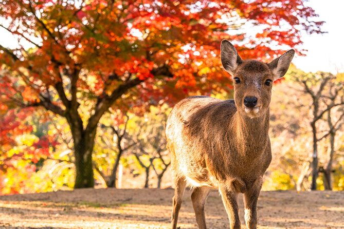 fushimi-inari-shrine-and-nara-park-day-tour-from-osaka-and-kyoto