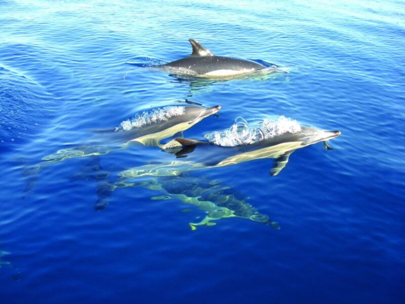 fuzeta-dolphin-observation-tour