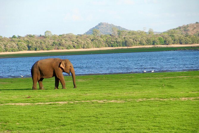 Gal Oya National Park Safari - Exploring the Gal Oya National Park Safari: An Authentic Wildlife Adventure in Sri Lanka