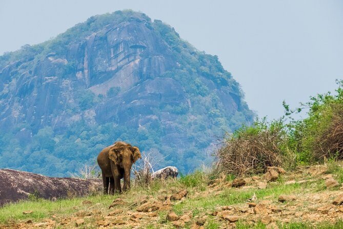 Gal Oya National Park Safari - Key Points