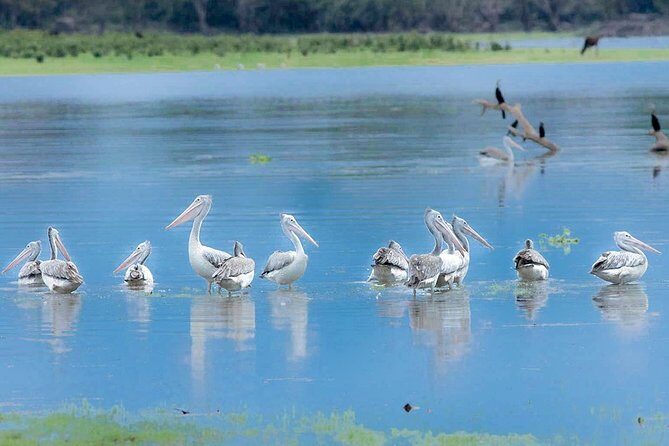 Gal Oya National Park Safari - The Sum Up