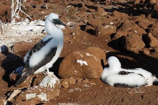 galapagos-island-hopping-santa-cruz-san-cristobal-and-isabela