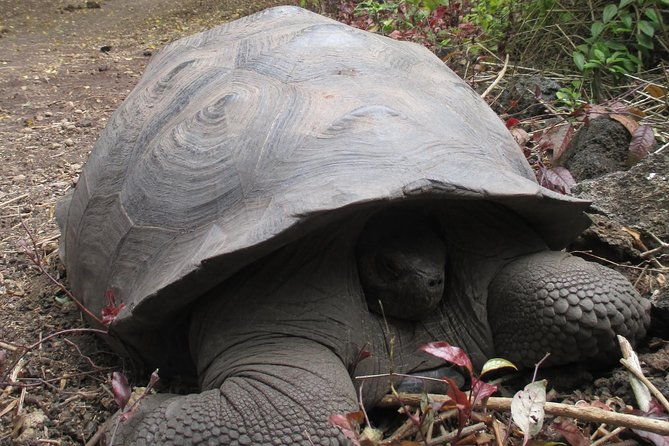 galapagos-island-hopping-santa-cruz-san-cristobal-and-isabela