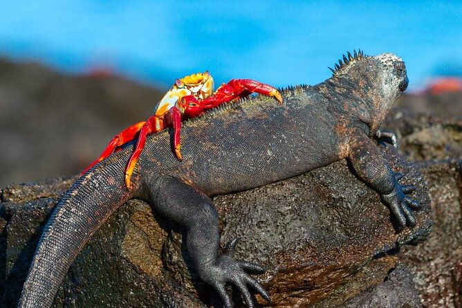 galapagos-native-program-8-days-ecuador