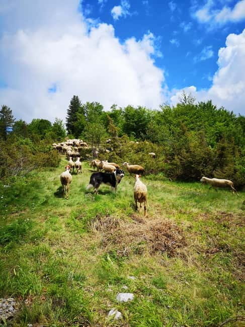Galicica and Elsani: Macedonian evening with Lale Tours - Who is This Tour Best For?