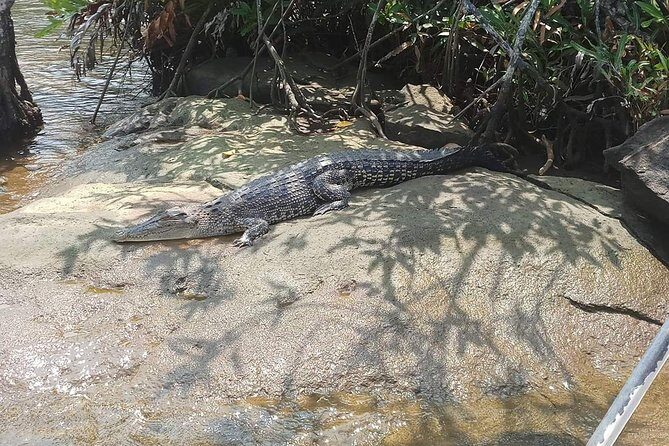 Galle & Bentota River Safari Private Tour from Beruwala Hotels - The Sum Up