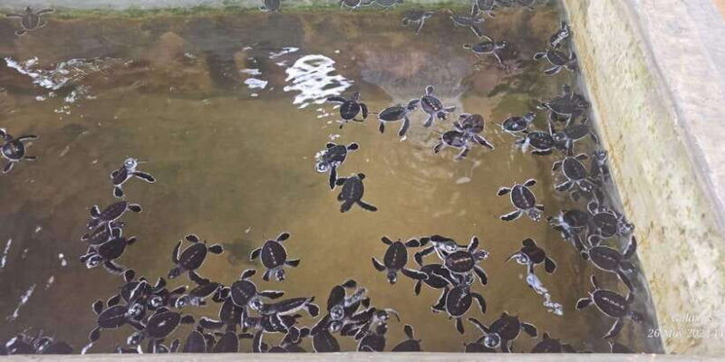 galle-day-tour-from-ahungalla-kosgoda-bentota-beruwala