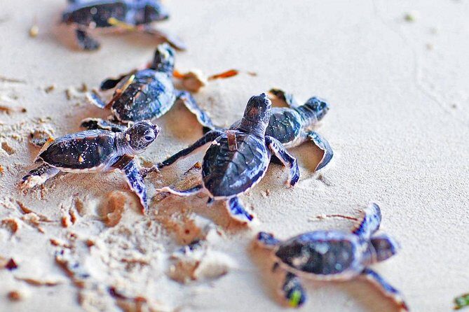 Galle Day Tour From Colombo (All Inclusive) - Final Thoughts