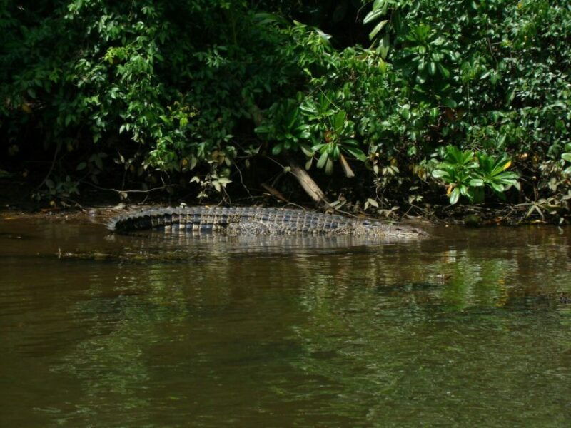 galle-day-tour-with-river-safarisea-turtle-tea-plantation