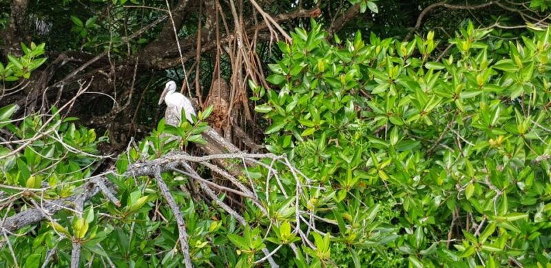 galle-day-tour-with-river-safarisea-turtle-tea-plantation