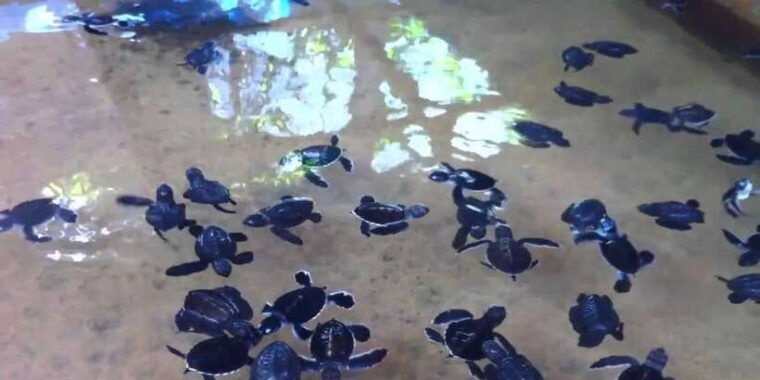 galle-day-tour-with-river-safarisea-turtle-tea-plantation