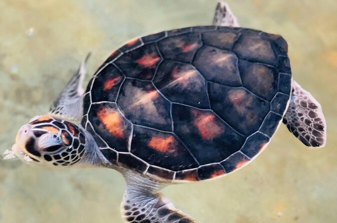 Galle Day Tour with Turtle Hatchery & River Boat Safari - Who Would Love This Tour?