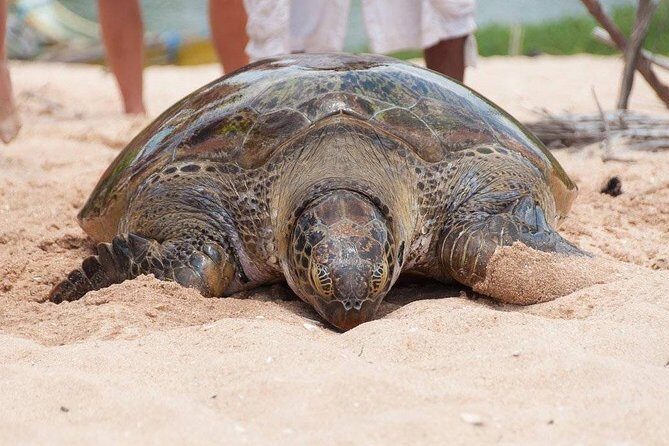 Galle Day Trip From Colombo - Final Thoughts