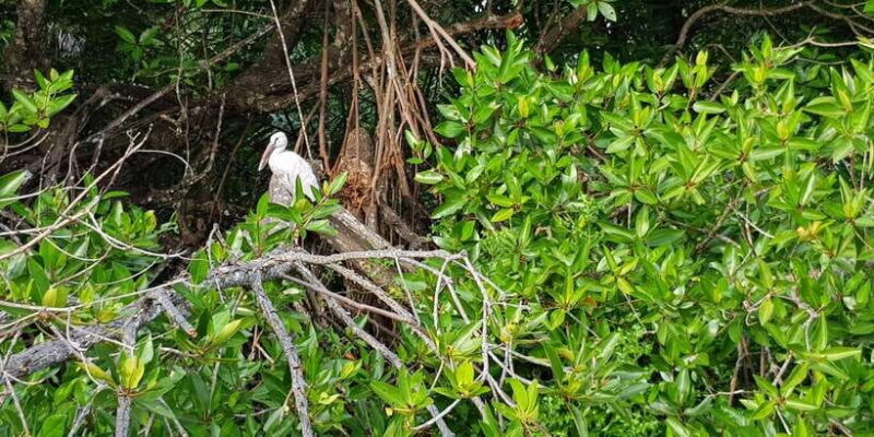 Galle Day Trip with River Safari, Sea Turtles & Tea Factory - A Closer Look at the Itinerary and Highlights