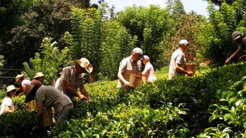 Galle Day Trip with River Safari, Sea Turtles & Tea Factory - The Sum Up