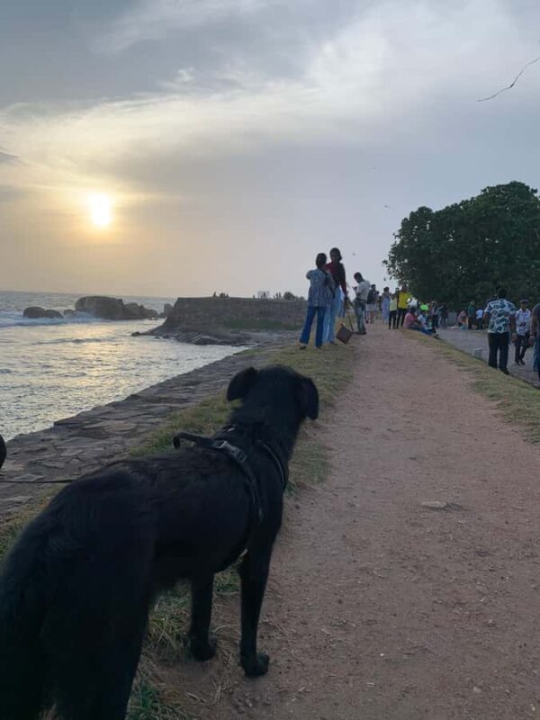 Galle Fort Walk with Elephant Painting & Local Ice cream - In-Depth Look at the Galle Fort Walk with Elephant Painting & Local Ice Cream