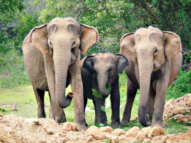 galle-hikkaduwa-bentota-kosgoda-yala-national-park-safari